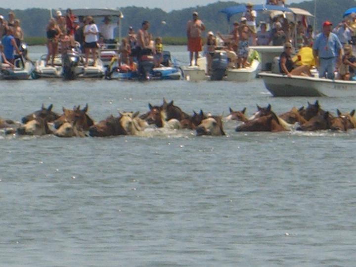 Chincoteague Pony Swim July 2007 044.JPG